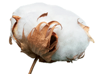 Cotton