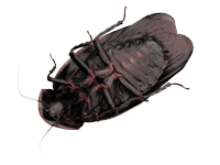 Cockroach