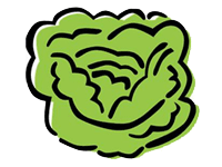 Lettuce