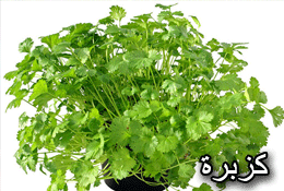 Parsley and coriander