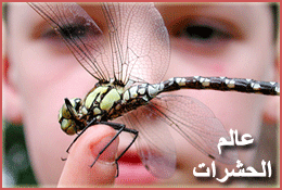 World of insects